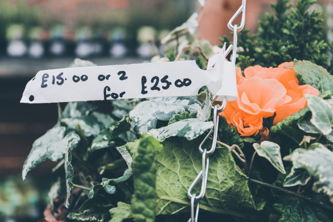 One-Time Purchase vs Subscription